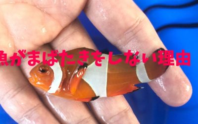 【まぶた】魚がまばたきをしない理由！