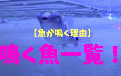 【魚が鳴く理由】鳴く魚一覧！これは意外！