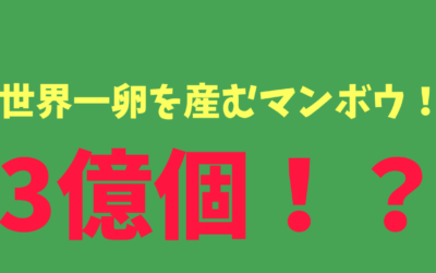 【2024年最新版】世界一卵を産むマンボウ！3億個！？