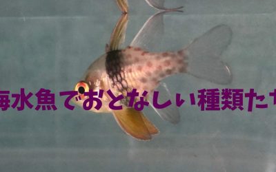 【2024年決定版】海水魚でおとなしい種類BEST5！