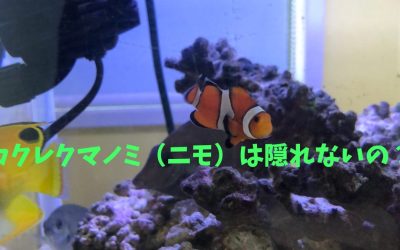 【海水魚】カクレクマノミ（ニモ）は隠れないの？