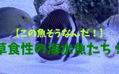 【この魚そうなんだ！】草食性の海水魚BEST3