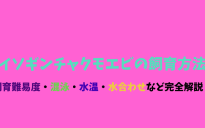 【プロが教える】イソギンチャクモエビの飼育方法！小型で可愛い！