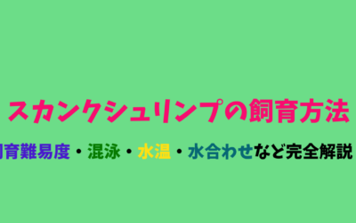 【保存版】スカンクシュリンプの飼育方法！寿命・餌・混泳・クリーニング