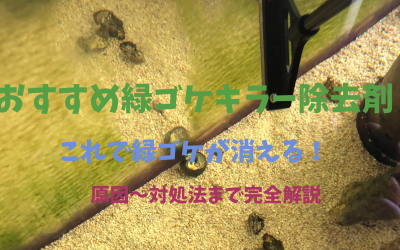 【緑ゴケ→無】海水水槽のおすすめ緑ゴケ除去剤！対処・対策・原因など完全解説！