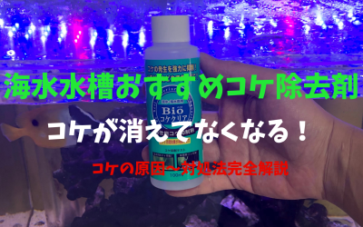 【効果抜群】海水水槽おすすめコケ除去剤３選！茶ゴケなどの原因・対処法など完全解説！