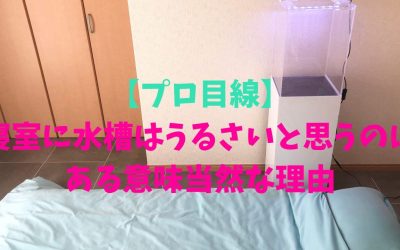 【プロ目線】寝室に水槽はうるさいと思うのはある意味当然な理由