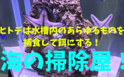 ヒトデは水槽内のあらゆるものを捕食して餌にする！海の掃除屋！