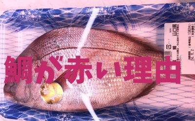 【完全納得】鯛が赤い理由！